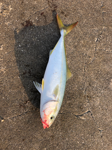 ワカシの釣果