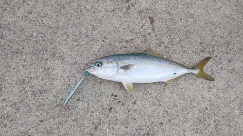 ツバスの釣果