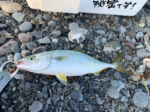 ワカシの釣果