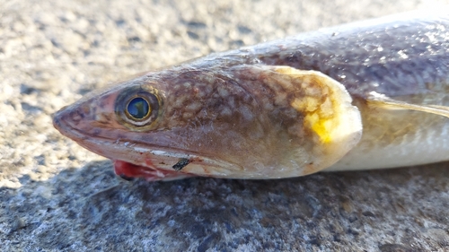 エソの釣果