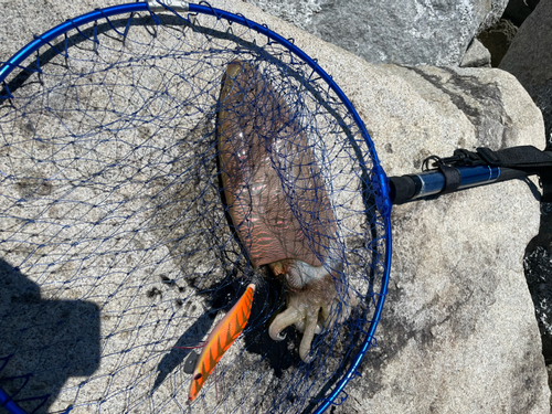 モンゴウイカの釣果