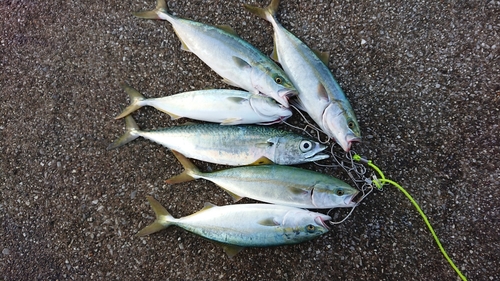 ツバスの釣果