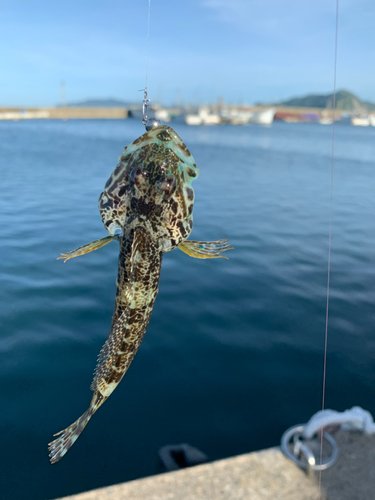 アナハゼの釣果