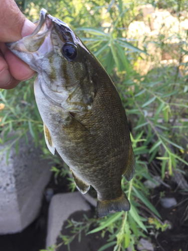 スモールマウスバスの釣果