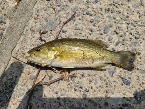 スモールマウスバスの釣果