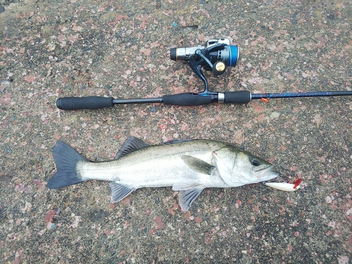 スズキの釣果