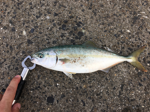 ワカシの釣果