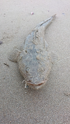 マゴチの釣果