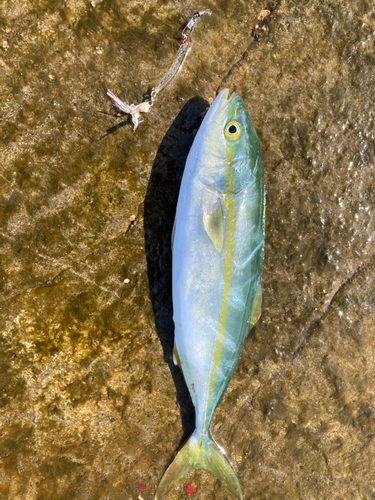 ワカシの釣果