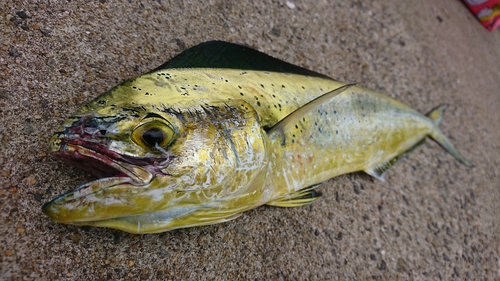 シイラの釣果