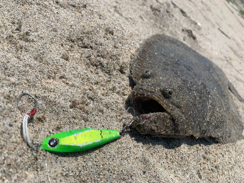 ソゲの釣果