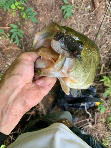 ラージマウスバスの釣果