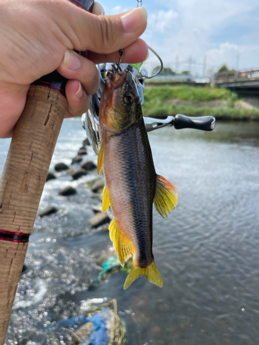 カワムツの釣果