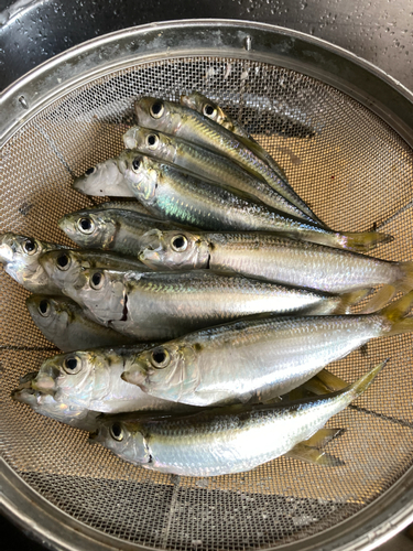 ママカリの釣果