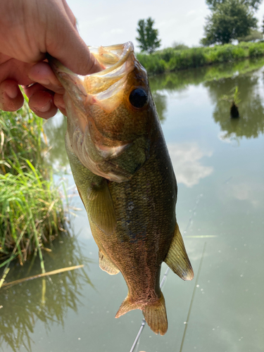 ラージマウスバスの釣果