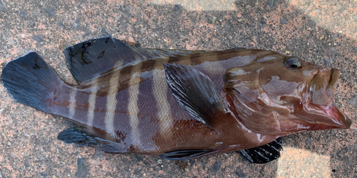 マハタの釣果