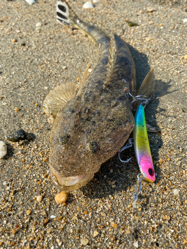 マゴチの釣果