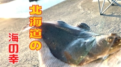 カレイの釣果