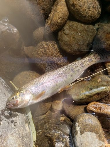 ニジマスの釣果