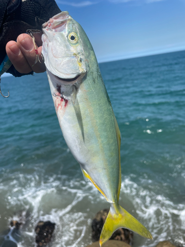 ワカシの釣果