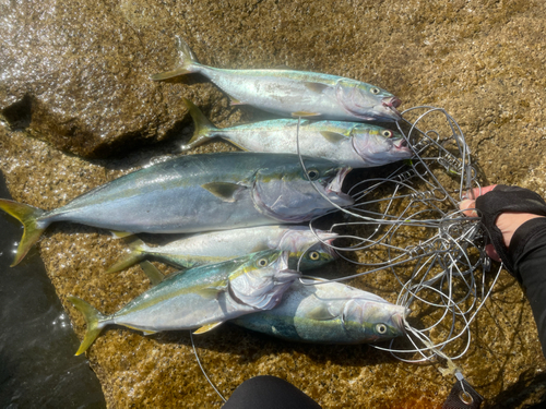 イナダの釣果