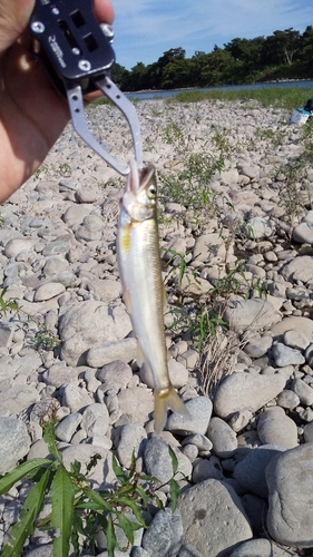 アユの釣果