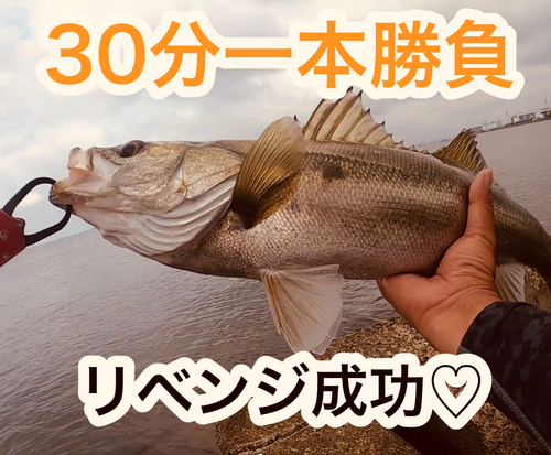 シーバスの釣果