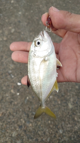 メッキの釣果