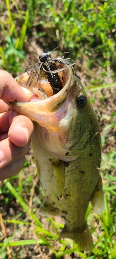 ラージマウスバスの釣果