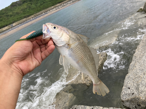 イシモチの釣果