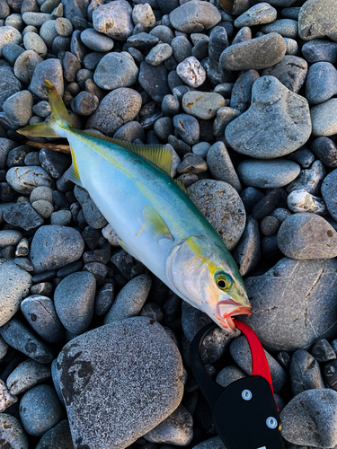 ワカシの釣果