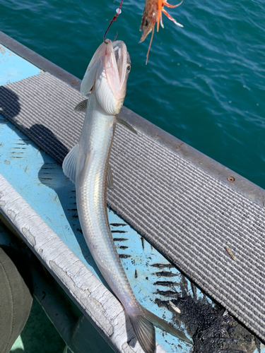 エソの釣果