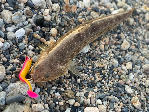 エソの釣果