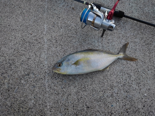 ショゴの釣果