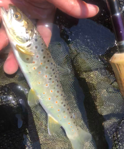 ブラウントラウトの釣果