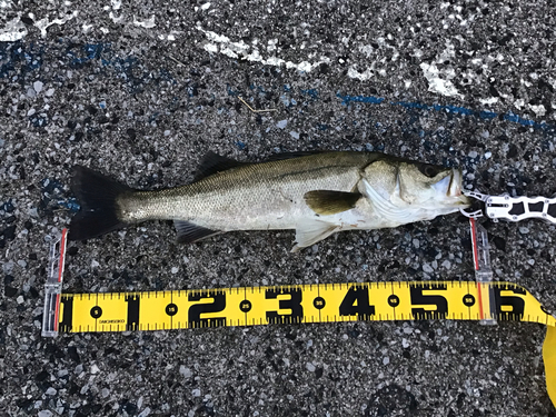 シーバスの釣果