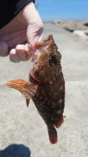 カサゴの釣果