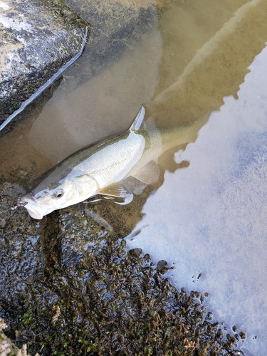 ウグイの釣果