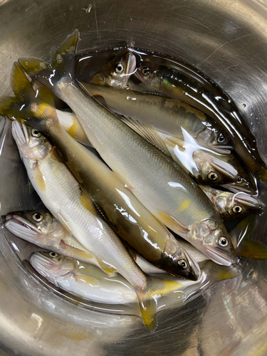 アユの釣果