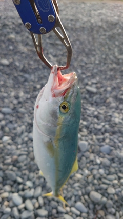 ワカナゴの釣果