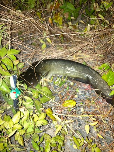 マナマズの釣果