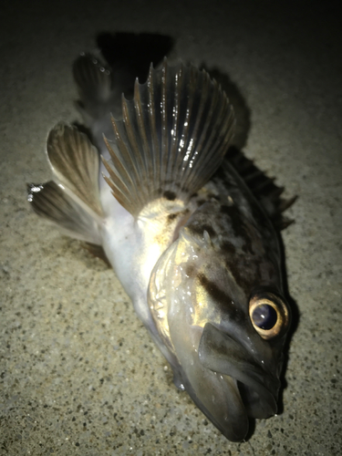 クロソイの釣果