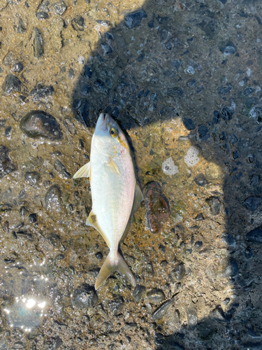 ショゴの釣果