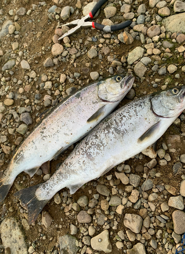 サクラマスの釣果