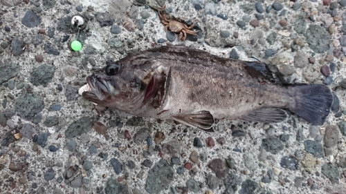 クロソイの釣果