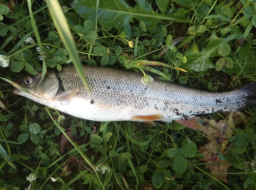 ウグイの釣果