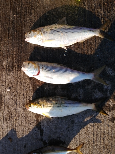 コノシロの釣果