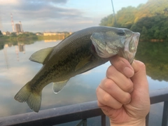 ラージマウスバスの釣果