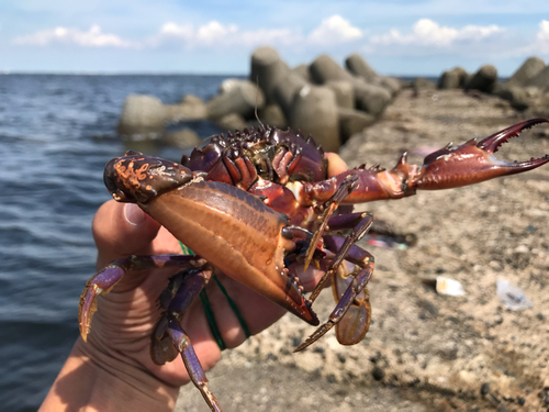 イシガニの釣果