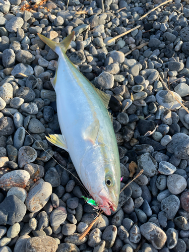 ワカシの釣果